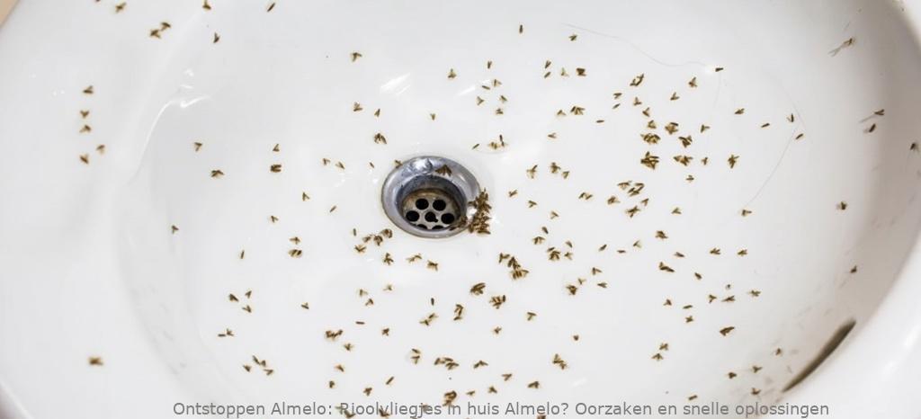 Rioolvliegjes in huis Almelo? Oorzaken en snelle oplossingen